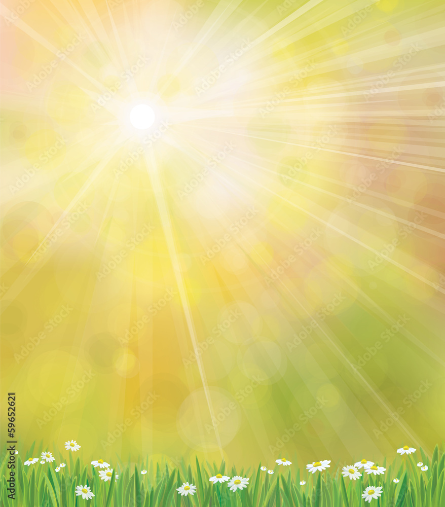 Vector sunshine background  with grass and chamomiles. - obrazy, fototapety, plakaty 