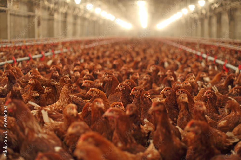 Fototapeta premium Chicken Farm, Poultry