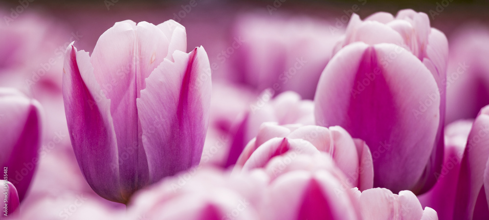 Pink tulips Pink tulips