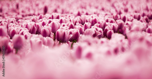 Picture of beautiful pink tulips on shallow deep of field