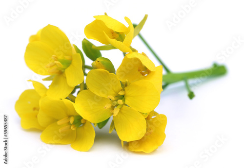 Canvastavla Edible mustard flowers