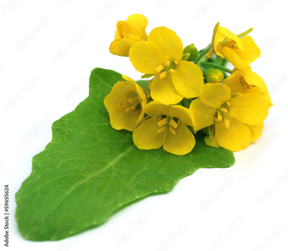 Naklejka premium Bunch of edible mustard flowers