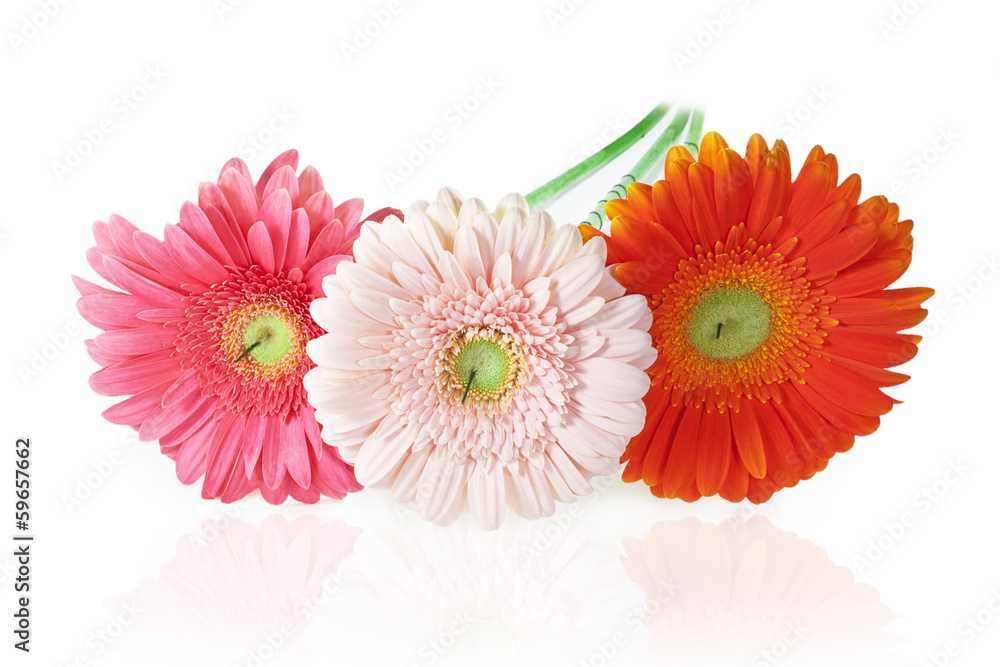 Three gerbera Three gerbera