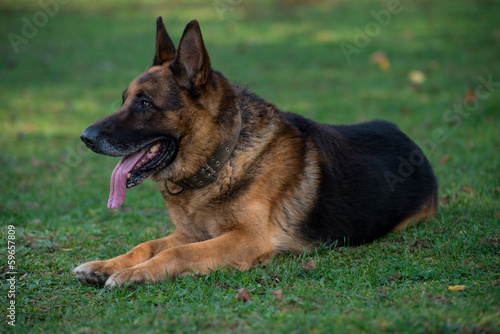 Dog German Shepherd © Jale Ibrak