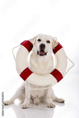 Labrador dog with a sailor buoy