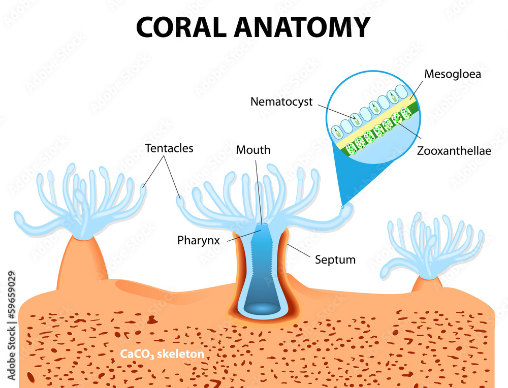 Naklejka premium Coral Anatomy. Schemat wektorowy