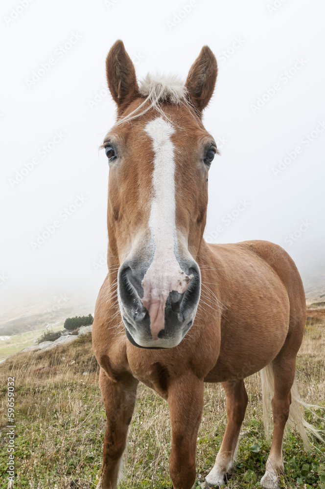 Cavallo