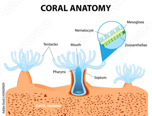 Coral Anatomy. Vector diagram photo