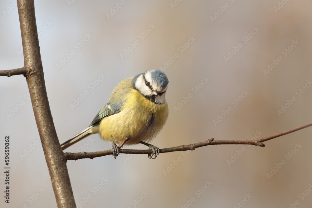 Blue tit - Parus caeruleus staring at the other birds Blue tit - Parus caeruleus staring at the other birds