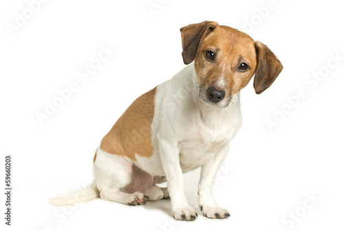 Jack Russell Terrier © liesbeth7