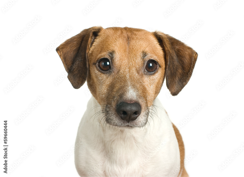 Jack Russell Terrier Jack Russell Terrier