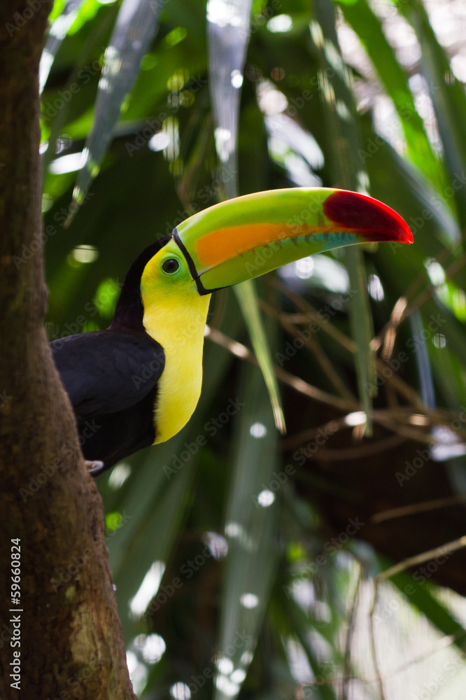 Naklejka premium Keel billed toucan