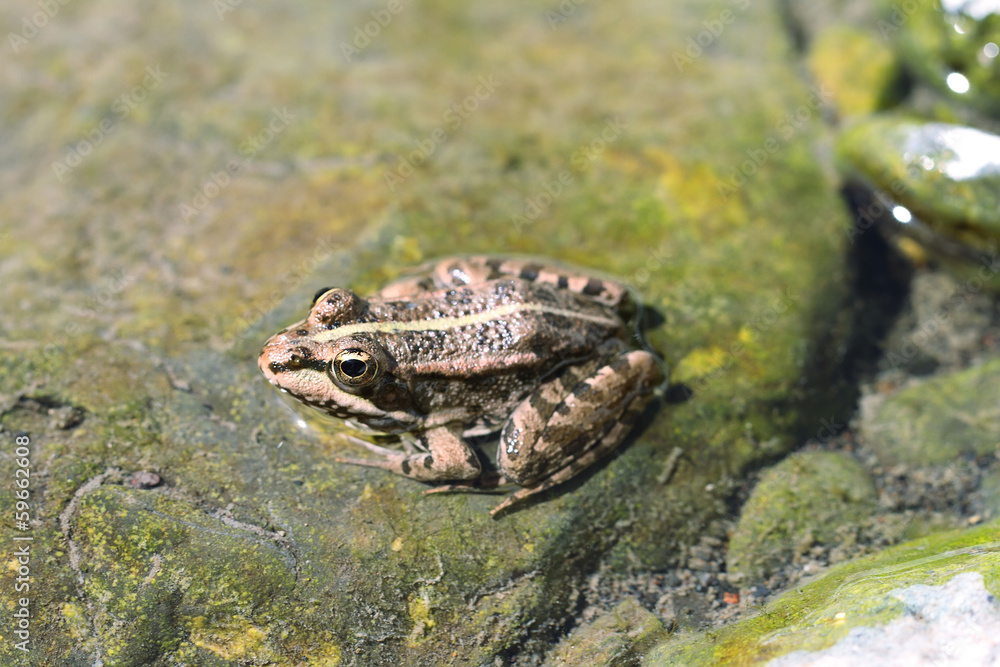 Obraz premium Northern Leopard Frog (Lithobates pipiens)