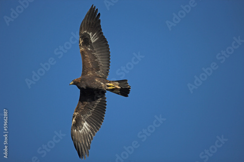 Golden eagle  Aquila chrysaetos