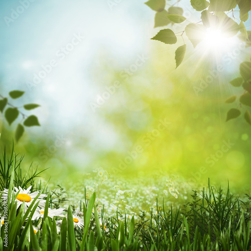 Green meadow with daisy flowes, natural backgrounds for your des