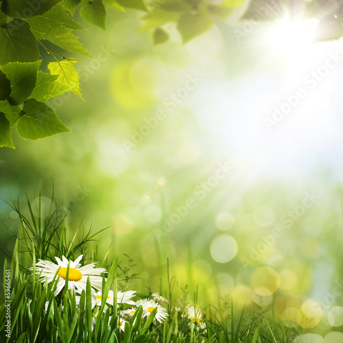 Green meadow with daisy flowes, natural backgrounds for your des