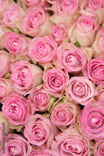 Pink roses in a group