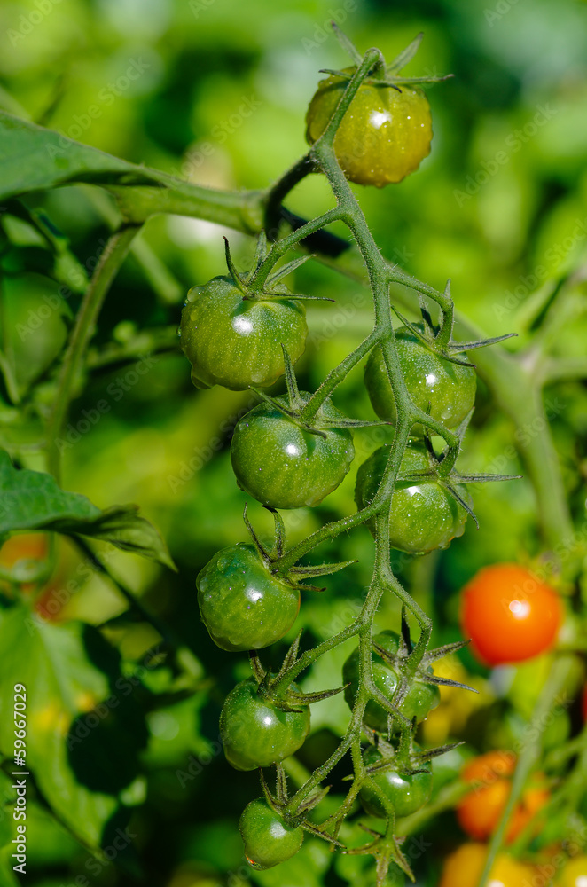 Red cherry tomatoes on the vine