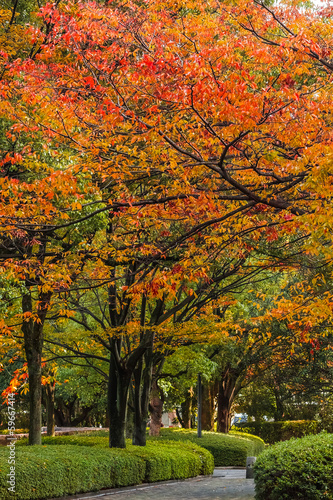 Autumn Laves at Hiroshima Central Park in Japan