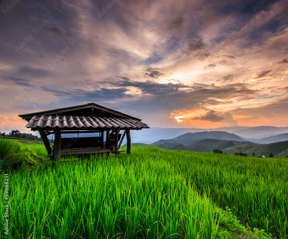 Paddy in the sunset, Chiang Mai Province of Thailand Paddy in the sunset, Chiang Mai Province of Thailand
