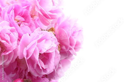 Pink rose on white background. © yaibuabann