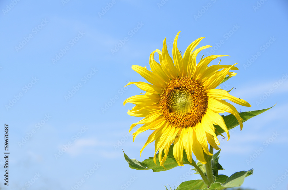 Sun Flower