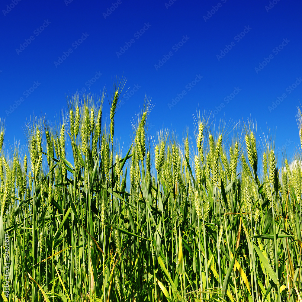 Obraz premium wheat ears on background blue sky