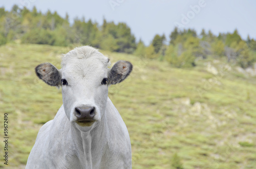 Young white cow