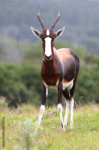 Bontebok Antelope photo
