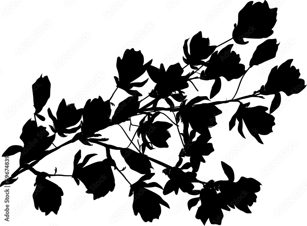 black magnolia blossom branch isolated on white