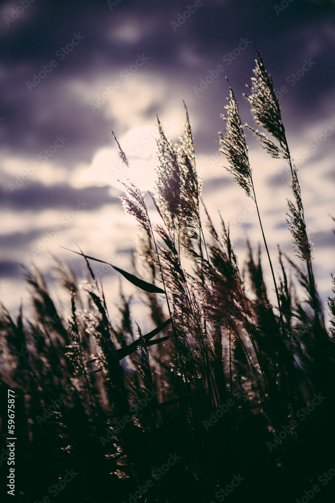 Rye field in the evening. Sepia. Shadowed angles. Rye field in the evening. Sepia. Shadowed angles.