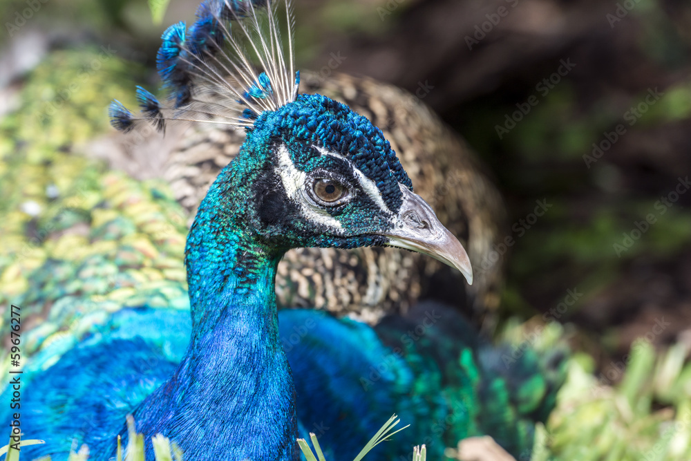 Naklejka premium Male Indian Peacock