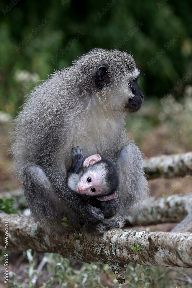 Naklejka premium Baby Vervet Monkey and Mother