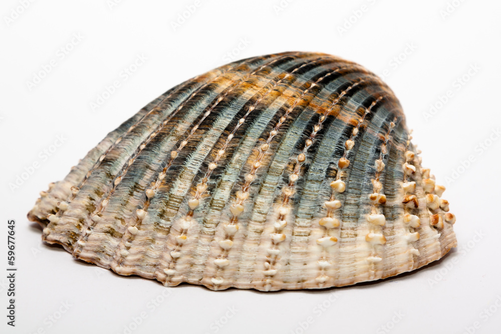 Muschel Muschel