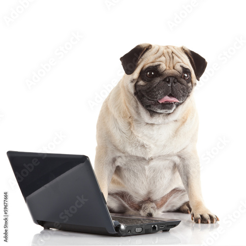 Pug Dog with laptop. © EwaStudio