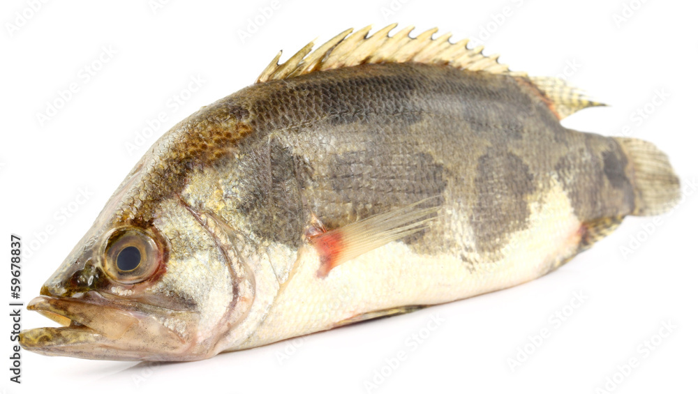 Obraz premium Mottled Nandus or veda fish