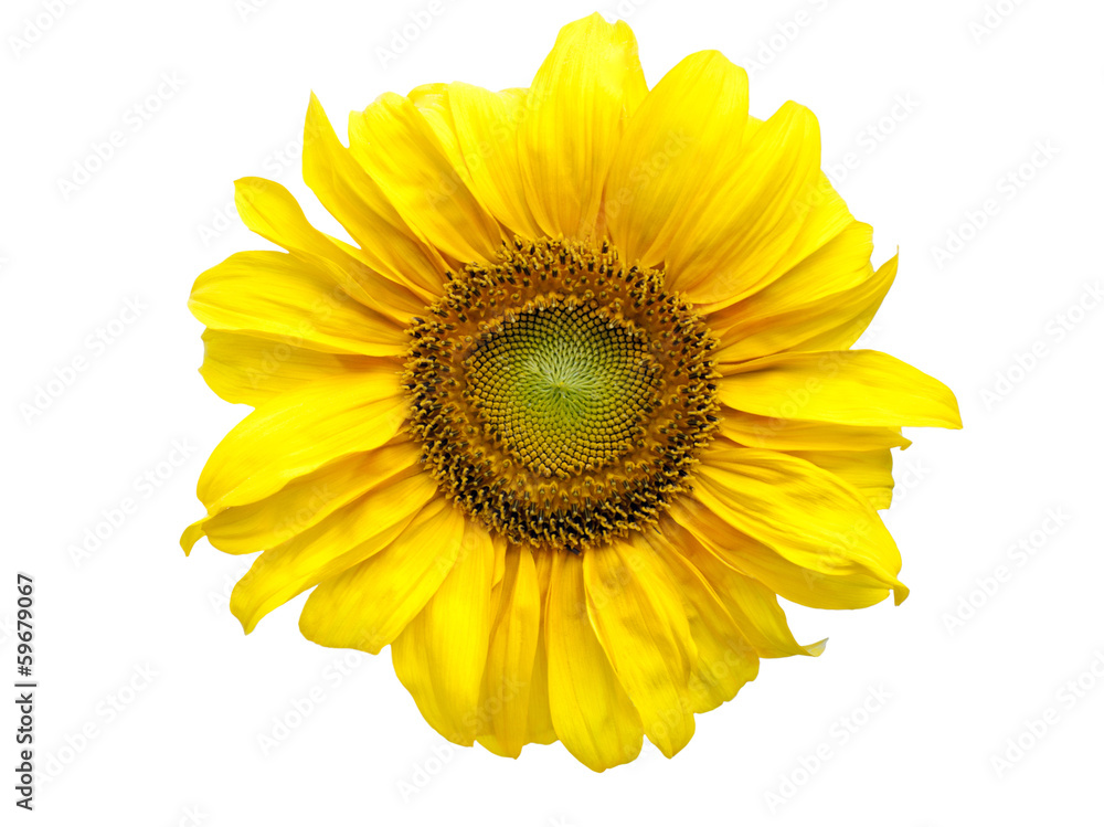 Fototapeta premium sunflower