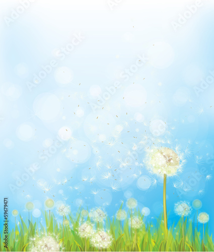 Vector nature background with dandelions.