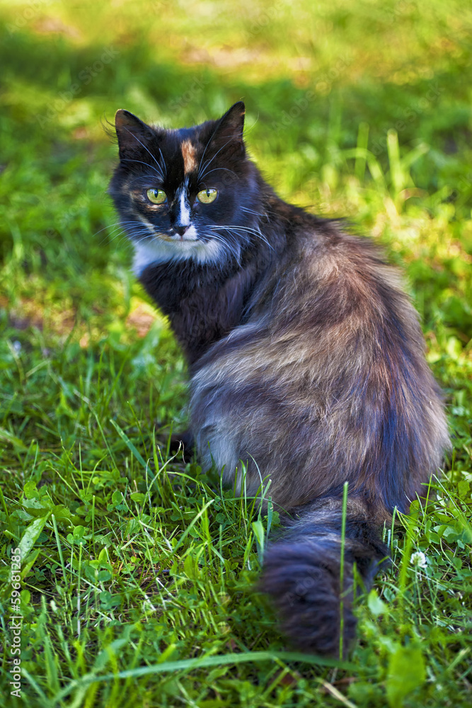Beautiful cat sitting on the green grass. Portrait Beautiful cat sitting on the green grass. Portrait