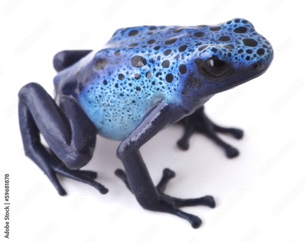 Obraz premium blue poison dart frog