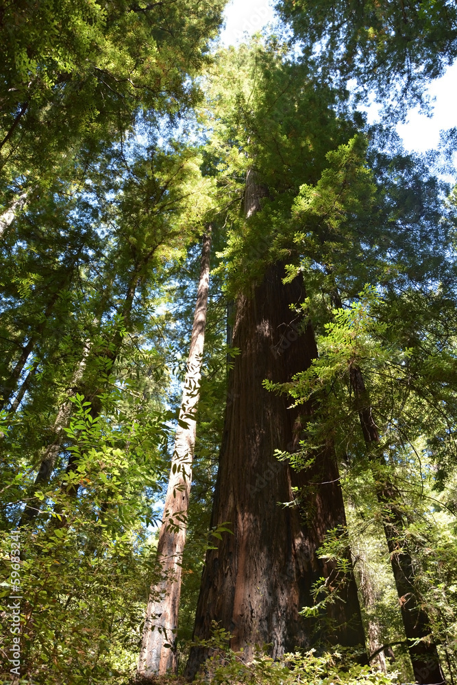 Fototapeta premium Sequoia tree