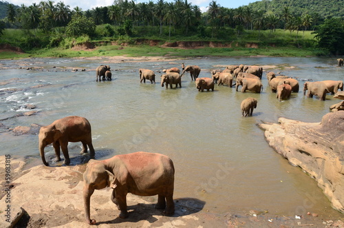 Wallpaper Mural Elephant Torontodigital.ca