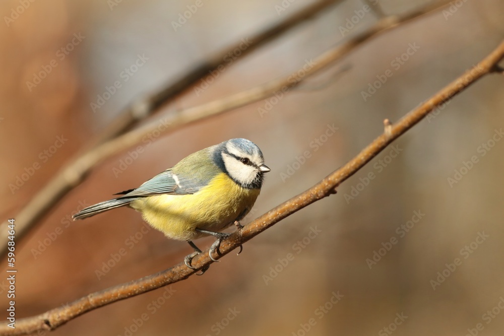 Blue tit - Parus caeruleus staring at the other birds Blue tit - Parus caeruleus staring at the other birds
