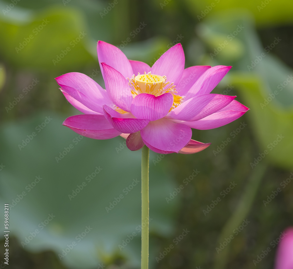 blooming lotus flower