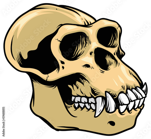 ape skull photo