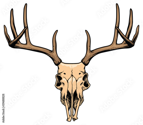 deer skull