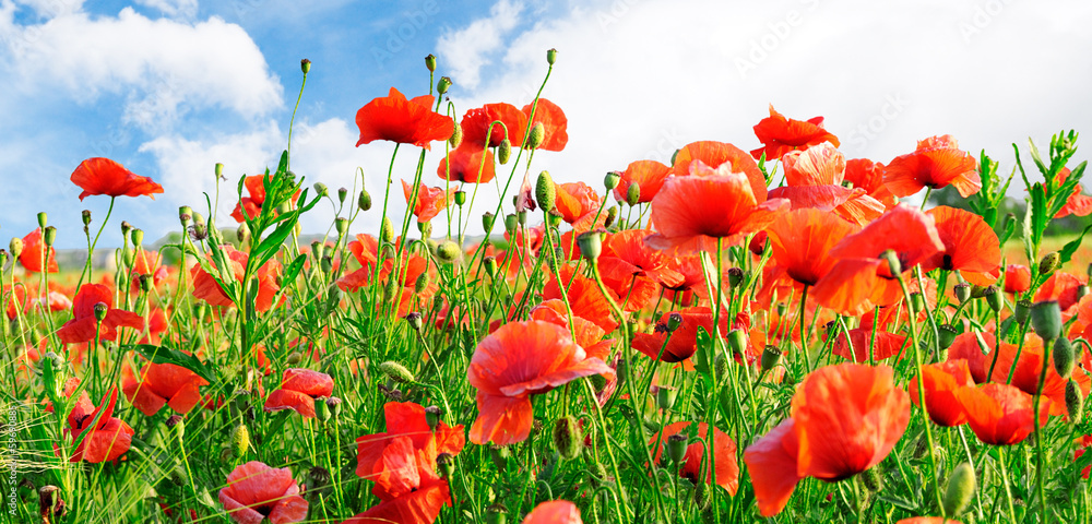 Obraz premium poppies field