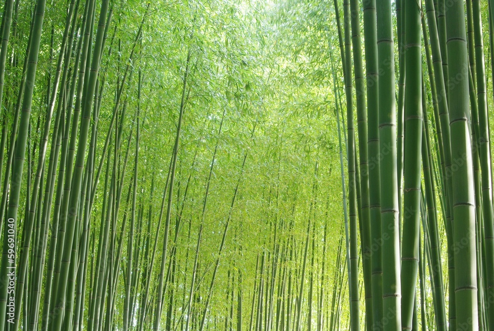 Fototapeta premium Zielony las bambusowy
