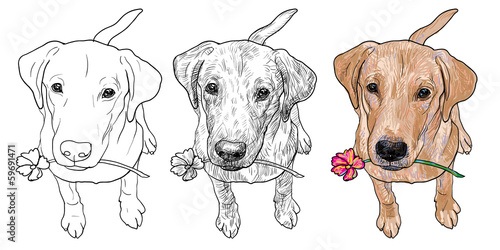 Labrador Retriever holding flower