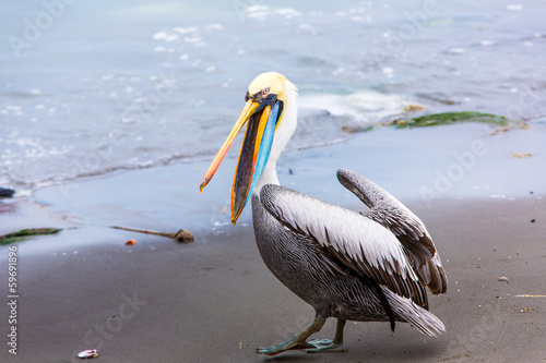 Pelican on Ballestas Islands,Peru  South America
